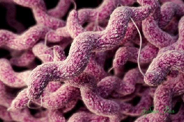 Campylobacter concisus